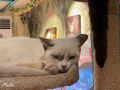 -猫小院猫主题咖啡厅(北锣店)