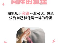 -翊宠yipet猫狗购宠庄园犬舍•猫舍