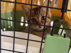 -艾贝尔宠物医院·24H转诊中心·肿瘤猫专科(江宁双龙店)