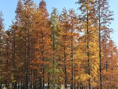 -白鹭湾湿地公园