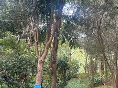 -中山市树木园
