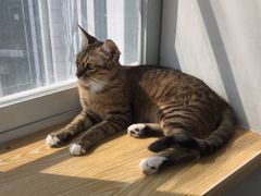 -Heymao猫咖.咖啡厅(东门店)