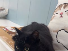 -纳吉亚猫专科动物诊疗中心(蒋宅口分院)