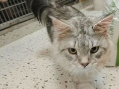 -瑞派康怡24h宠物医院·犬猫医疗中心·微创绝育(瑞景分院)