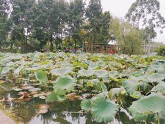 -三圣花乡旅游区