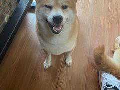 -柴犬高等学院·狗咖·柴犬售卖·宠物训练