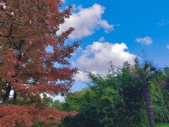 -上海共青森林公园