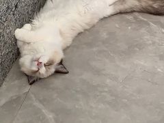 -lincat·猫舍(广州店)