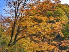 -光雾山旅游景区