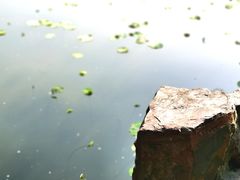 -嘉定紫藤园