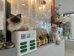 -共舞时光猫咖·狗咖(新街口店)