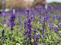 -松山湖梦幻百花洲