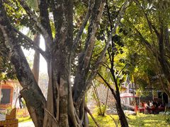 -瑞丽独树成林风景区