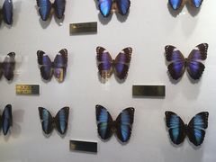 -上海昆虫博物馆