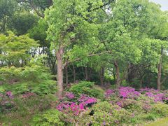 -上海滨江森林公园
