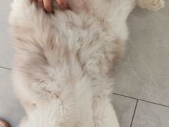-派联宠物医院·24h·CT·异宠