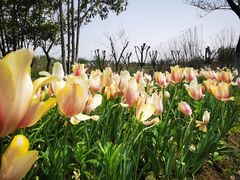 -杭州湾海上花田景区
