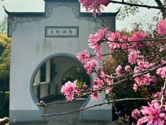 -南汇桃花村