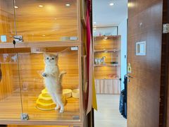 -猫十亿·布偶金渐层·曼基康矮脚猫舍(青年路店)