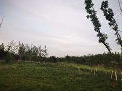 -汉长安城未央宫国家考古遗址公园