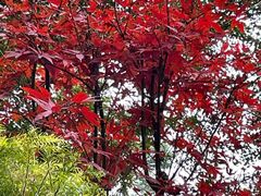 -广州市流溪河国家森林公园