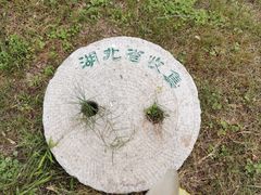-千年银杏谷文化旅游区