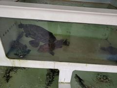 -阿古海鲜大排档(青澳湾自然之门六年好店)