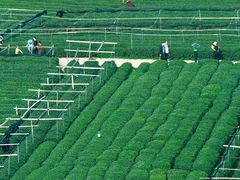 -龙坞茶村