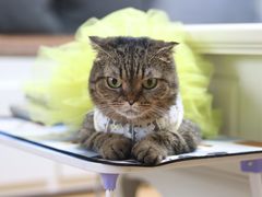 -臻味私厨(国际社区店)