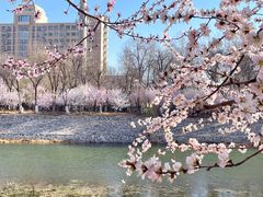 -桃花堤公园