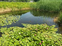 -翠湖国家城市湿地公园