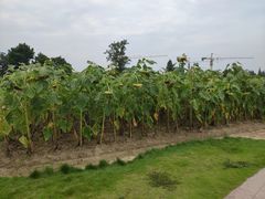 -歌斐颂巧克力小镇