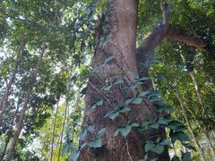 -中国科学院西双版纳热带植物园