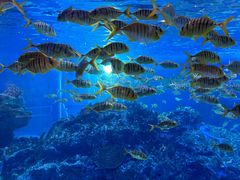 -海合安成都极地海洋公园