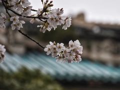 -武汉大学-樱园