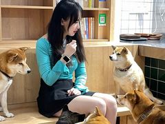 -是阿柴呀！柴犬咖啡·爱喵喵猫咖