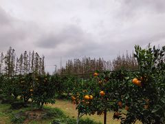 -前小桔亲子创意农场·草莓采摘·露营烧烤