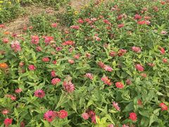 -紫海香堤香草艺术庄园
