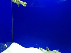 -洛阳龙门海洋馆