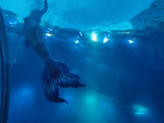 -海棠湾洲际-涛·海底餐厅·美人鱼·自助餐·海底隧道