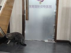-宠爱国际动物医院·消化内科·心肾内科·ISFM猫友好(望京店)
