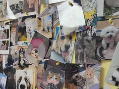 -瑞派·关忠动物医院猫科外科·异宠·24小时转诊中心(祥云店)