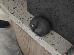 -半岛宠物医院24小时(白果林店)