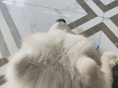 -星多哈·狗咖·拼豆·咖啡
