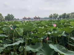 -长春市南湖公园