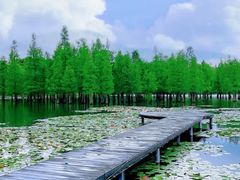 -白鹭湾湿地公园