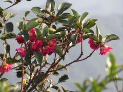 -梧桐山风景名胜区