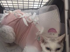 -美联众合动物医院·24h京西诊疗中心