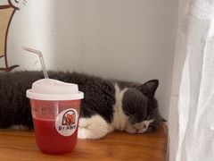 -是阿柴呀！柴犬咖啡·爱喵喵猫咖