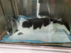 -萌兽医馆·犬猫专科·眼科中心·宠物医院(朝阳门分院)